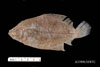 Citharichthys spilopterus from SEAMAP collections 